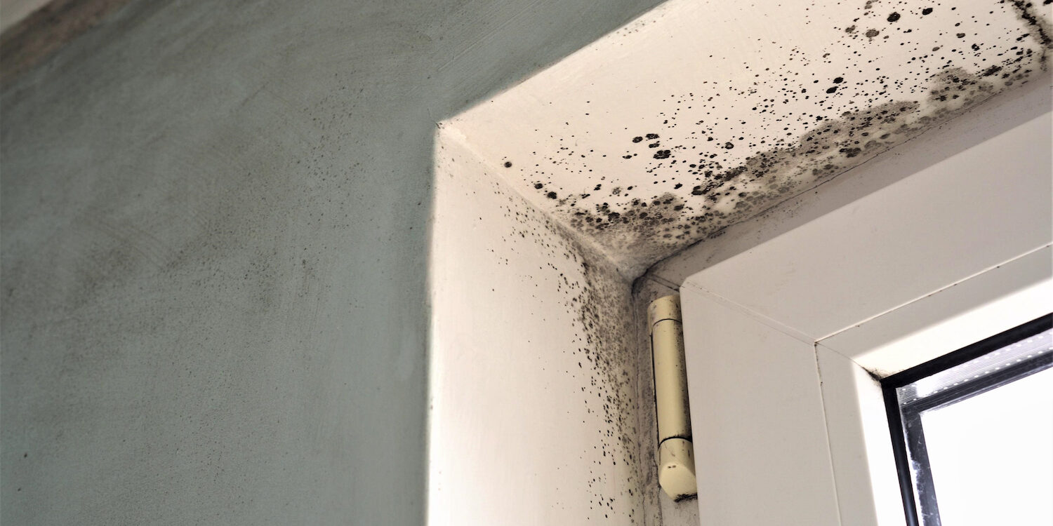 Toxic black mold growth. Damp water-damaged building